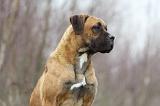 CANE CORSO 735